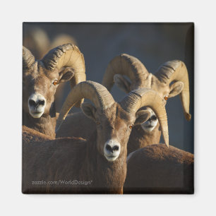 Bighorn-Schafe Magnet