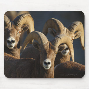 Bighorn-Schafe Mousepad