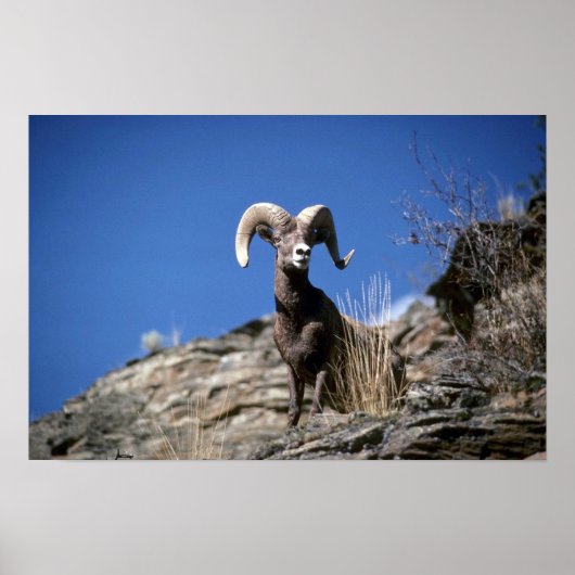 Bighorn Schafe (Ram Alert auf der Seite der Bergkl Poster (Vorne)