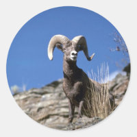 Bighorn Schafe (Ram Alert auf der Seite der Bergkl