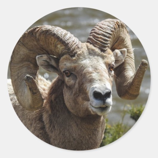 Bighorn Schafsticker Runder Aufkleber (Vorderseite)