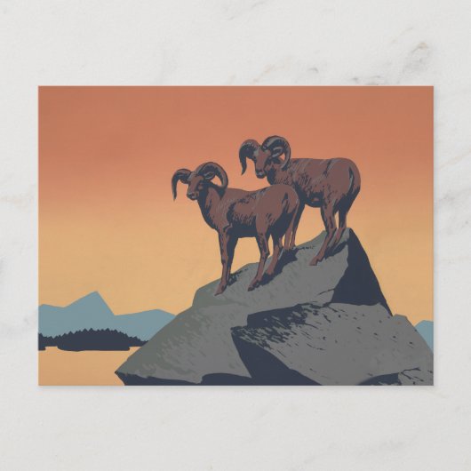 Bighorn Sheep American West Wildlife Postkarte (Vorderseite)