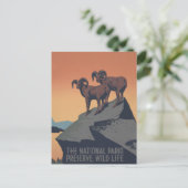 Bighorn Sheep American West Wildlife Postkarte (Stehend Vorderseite)