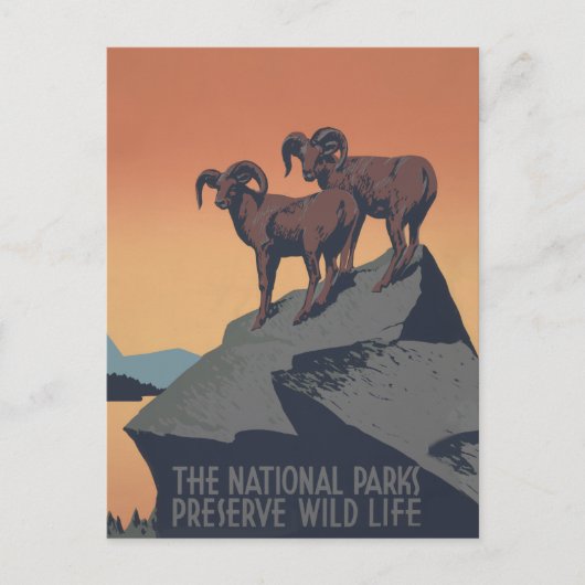 Bighorn Sheep American West Wildlife Postkarte (Vorderseite)
