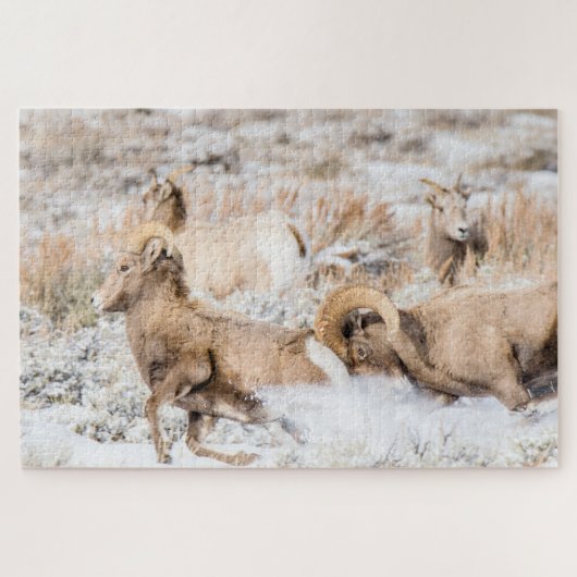 Bighorn Sheep Battle Puzzle (Horizontal)