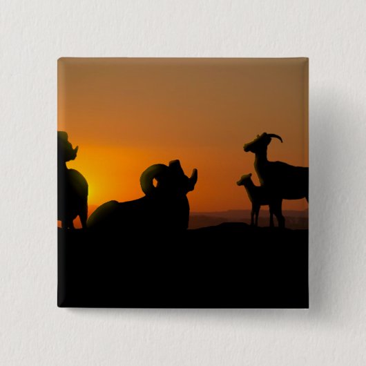 Bighorn Sheep Button (Vorderseite)