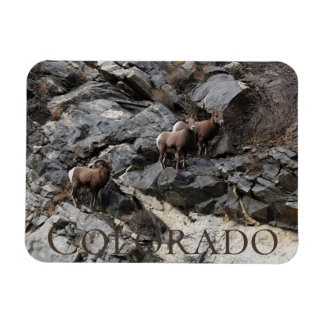 Bighorn Sheep Colorado Souvenir Magnet