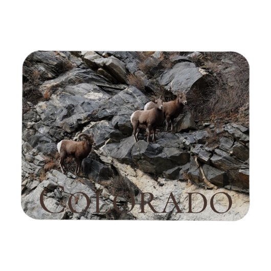 Bighorn Sheep Colorado Souvenir Magnet (Horizontal)
