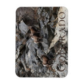 Bighorn Sheep Colorado Souvenir Magnet (Vertikal)
