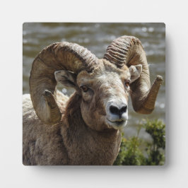 Bighorn Sheep Desktop Plaque Fotoplatte