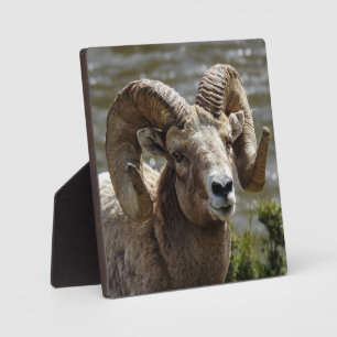 Bighorn Sheep Desktop Plaque Fotoplatte