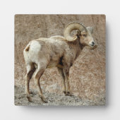 Bighorn Sheep Desktop Plaque Fotoplatte (Vorderseite)