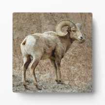 Bighorn Sheep Desktop Plaque