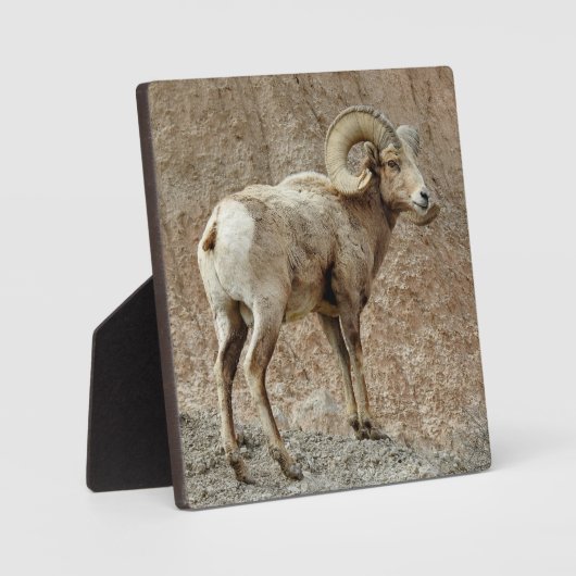 Bighorn Sheep Desktop Plaque Fotoplatte (Vorderseite)