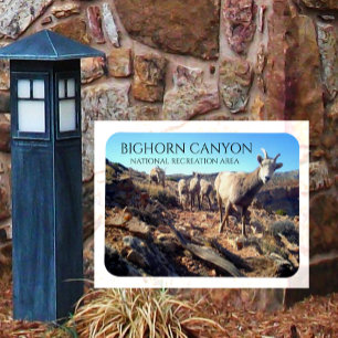 BIghorn Sheep Ewes and Young, BIghorn Canyon Magnet