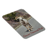 Bighorn Sheep Foto Magnet (Rechte Seite)