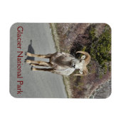 Bighorn Sheep Foto Magnet (Horizontal)