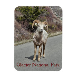 Bighorn Sheep Foto Magnet