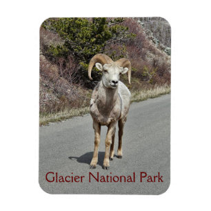 Bighorn Sheep Foto Magnet