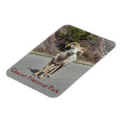 Bighorn Sheep Foto Magnet (Linke Seite)