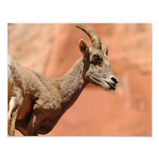Bighorn Sheep Fotodruck (Vorne)