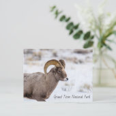 Bighorn Sheep Grand Teton Nationalpark Postkarte (Stehend Vorderseite)