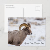 Bighorn Sheep Grand Teton Nationalpark Postkarte (Vorne/Hinten)