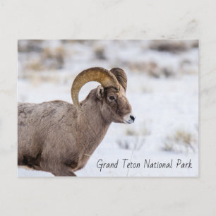 Bighorn Sheep Grand Teton Nationalpark Postkarte