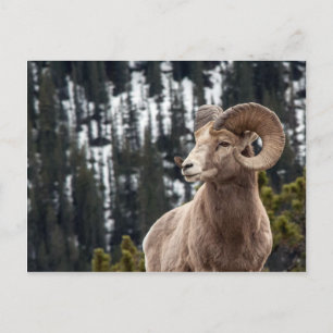 Bighorn Sheep im Jasper-Nationalpark Postkarte