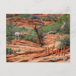 Bighorn Sheep im Zion Nationalpark Postkarte