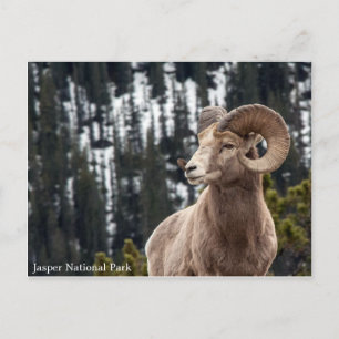 Bighorn Sheep - Jasper National Park Postkarte