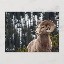 Bighorn Sheep - Kanada Postkarte