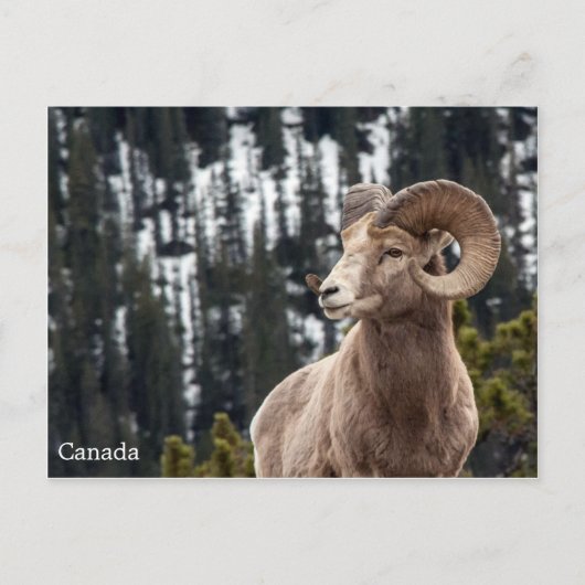 Bighorn Sheep - Kanada Postkarte (Vorderseite)