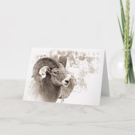 BigHorn Sheep Karte