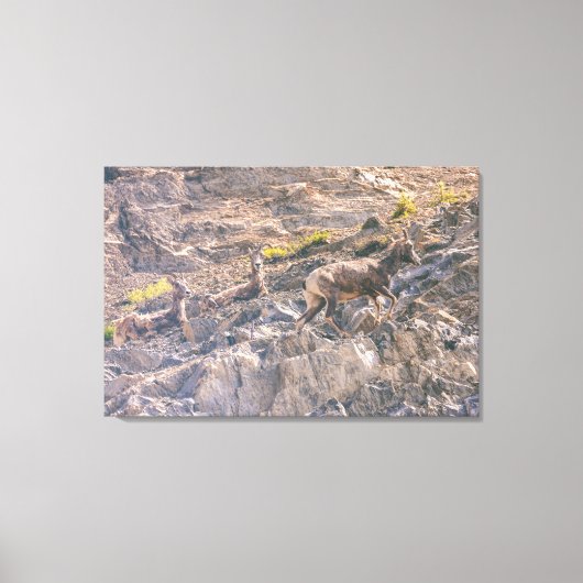 Bighorn Sheep Leinwanddruck (Vorderseite)