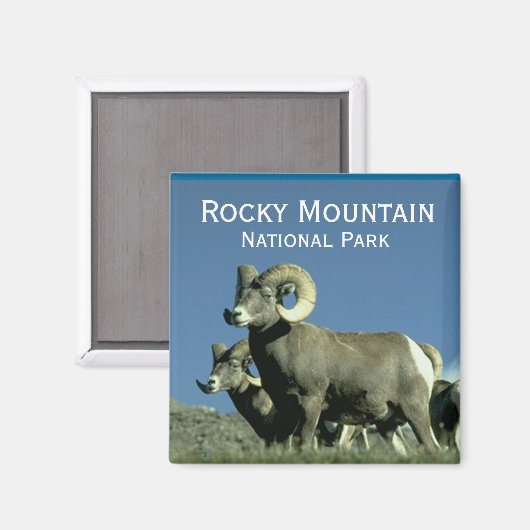 Bighorn Sheep Magnet (Vorderseite/Rückseite)