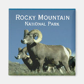 Bighorn Sheep Magnet (Vorne)