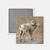 Bighorn Sheep Magnet (Vorderseite/Rückseite)