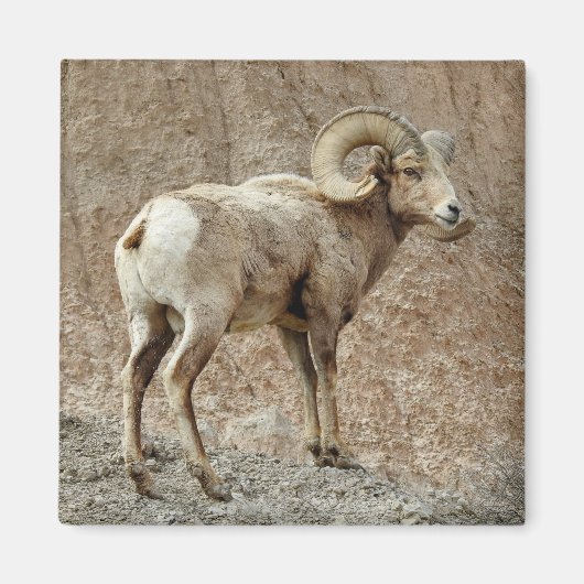 Bighorn Sheep Magnet (Vorne)