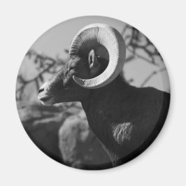Bighorn Sheep Magnet