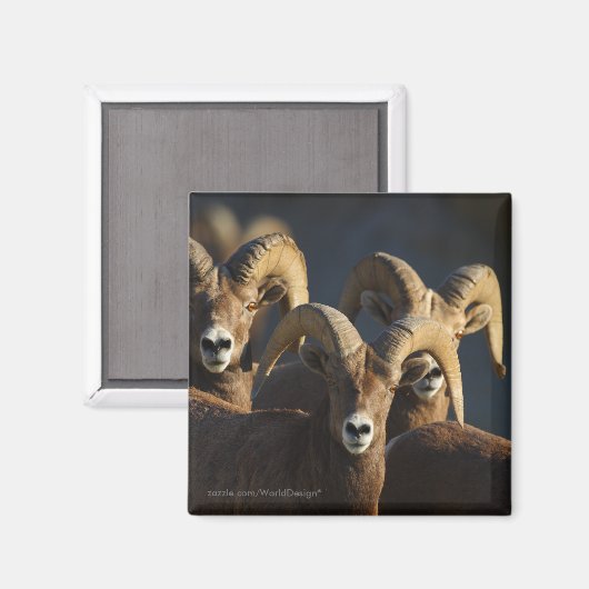 Bighorn Sheep Magnet (Vorderseite/Rückseite)