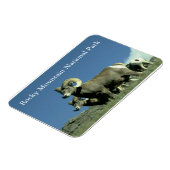 Bighorn Sheep Magnet (Linke Seite)