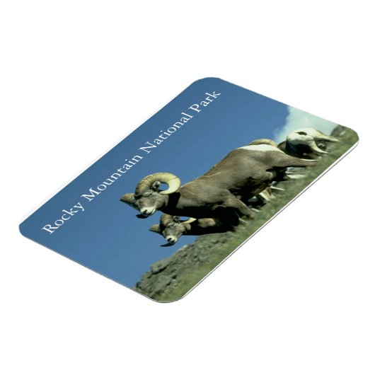 Bighorn Sheep Magnet (Linke Seite)