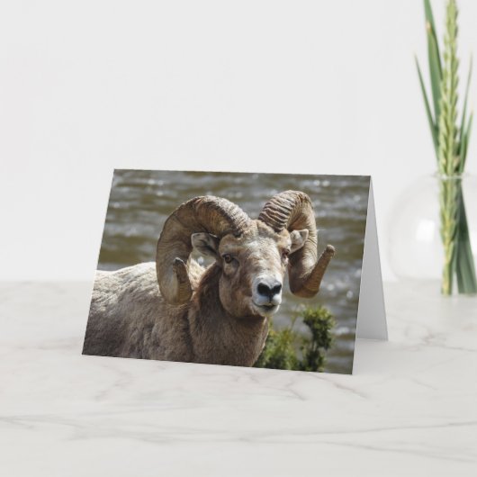 Bighorn Sheep Notecard Karte (Vorderseite)