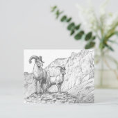 Bighorn Sheep Postcard Postkarte (Stehend Vorderseite)