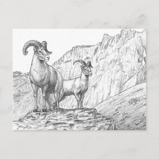 Bighorn Sheep Postcard Postkarte