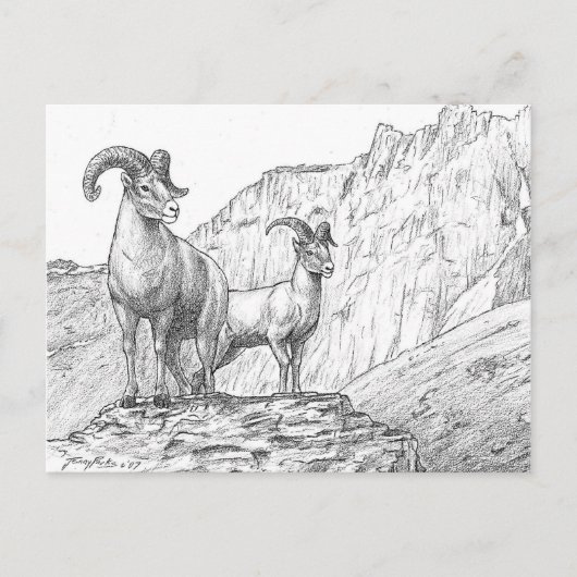 Bighorn Sheep Postcard Postkarte (Vorderseite)