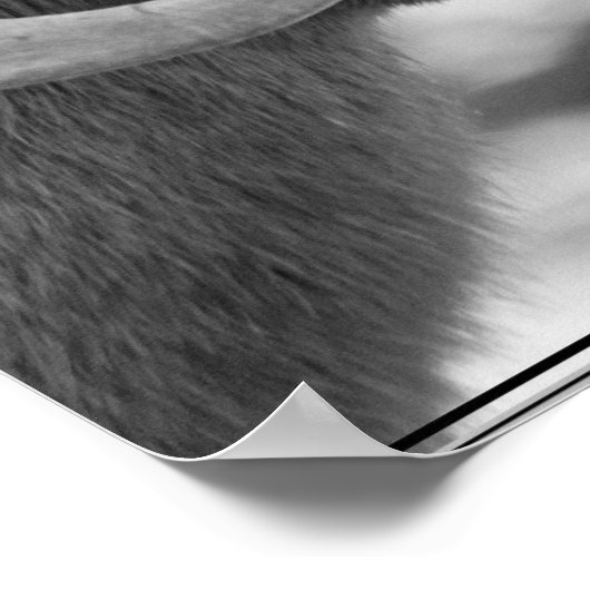 Bighorn Sheep Poster (Ecke)