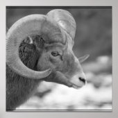Bighorn Sheep Poster (Vorne)