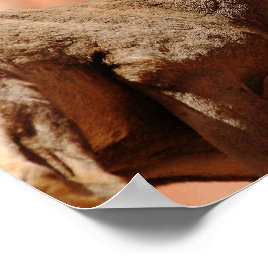 Bighorn Sheep Poster (Ecke)